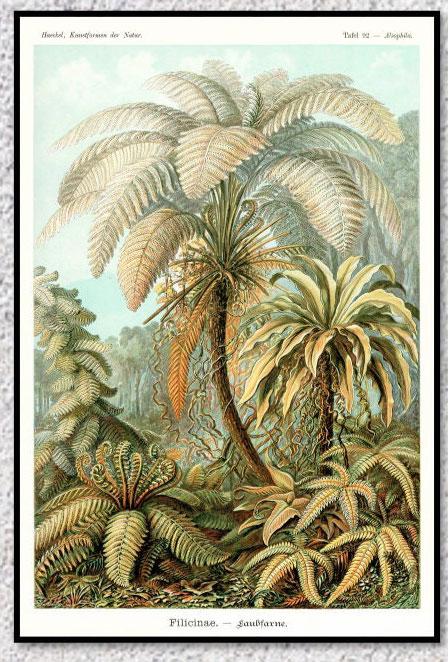 Poster Vintage Flore
