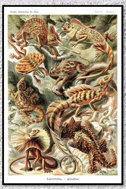 Poster Vintage Flore