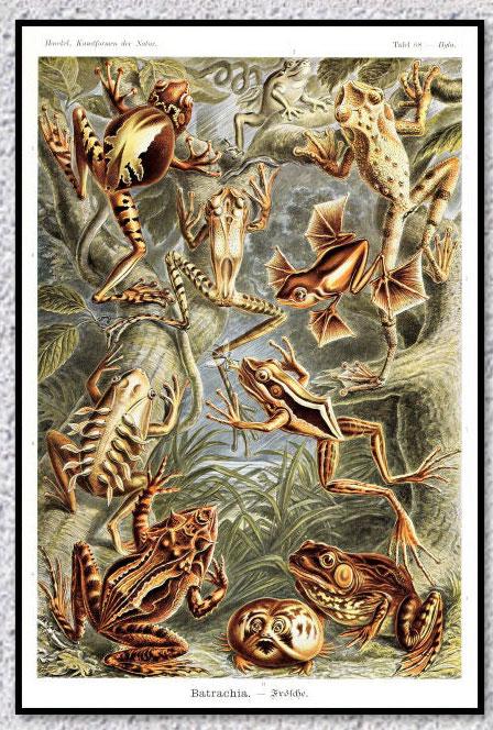 Poster Vintage Flore