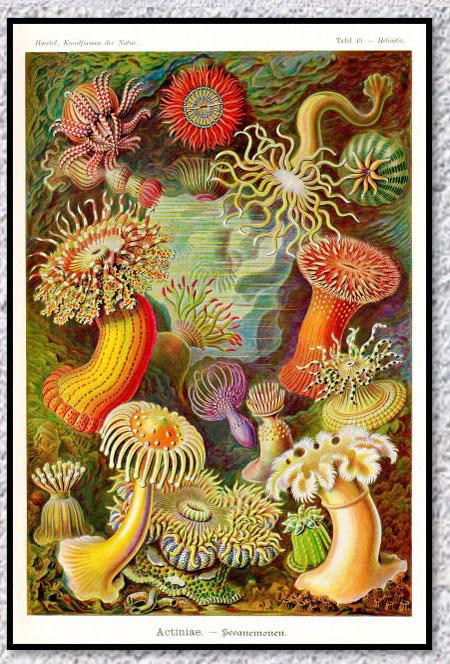 Poster Vintage Flore