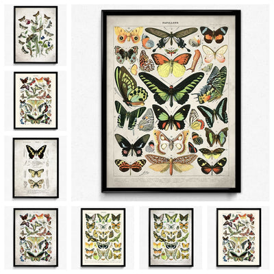 Vintage Insect Poster